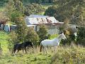 Horses, Near Hahndorf P1080755